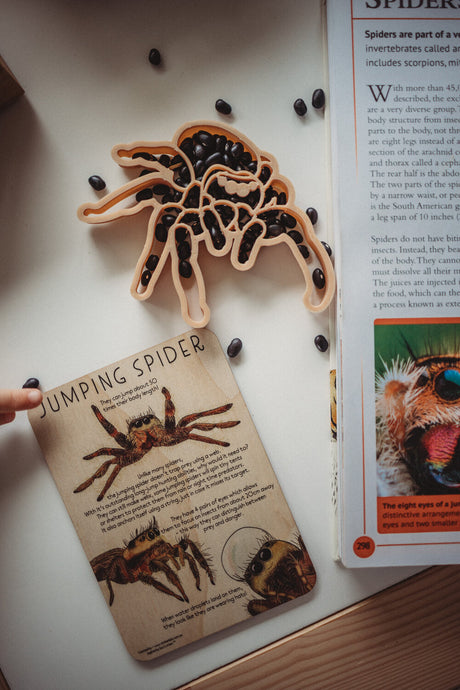 Jumping Spider Eco Cutter Set