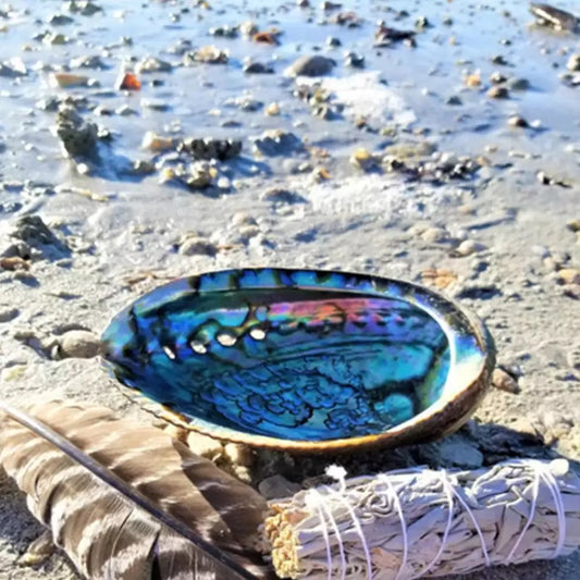 6–8 cm große Abalone-Muschel.